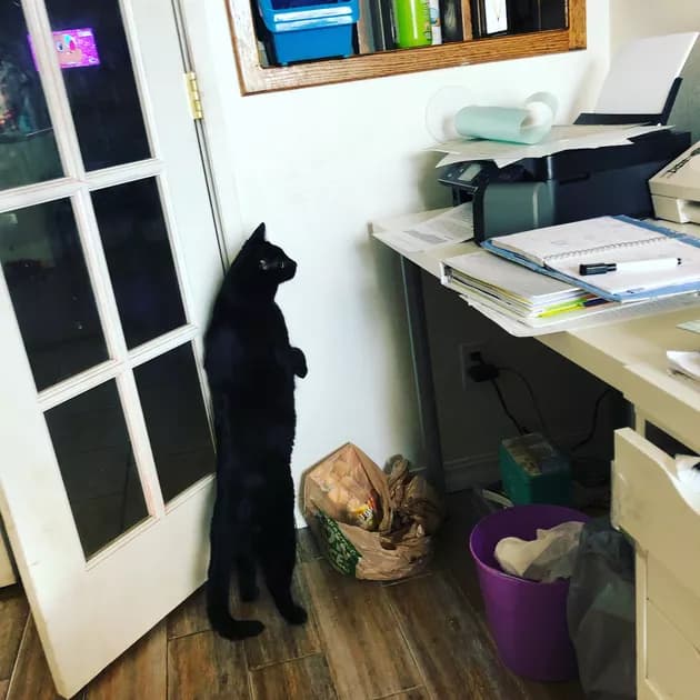 Illustration de l'article : 15 photos de chats intrigués par les imprimantes