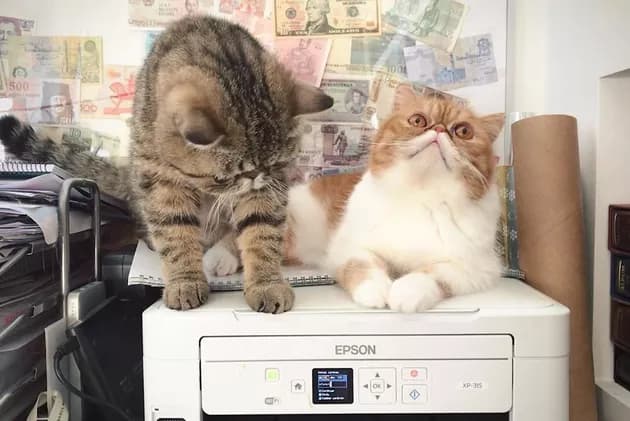 Illustration de l'article : 15 photos de chats intrigués par les imprimantes