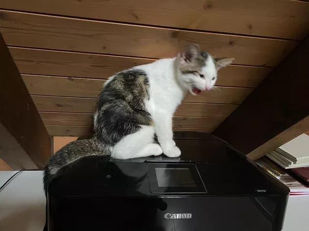 Illustration de l'article : 15 photos de chats intrigués par les imprimantes