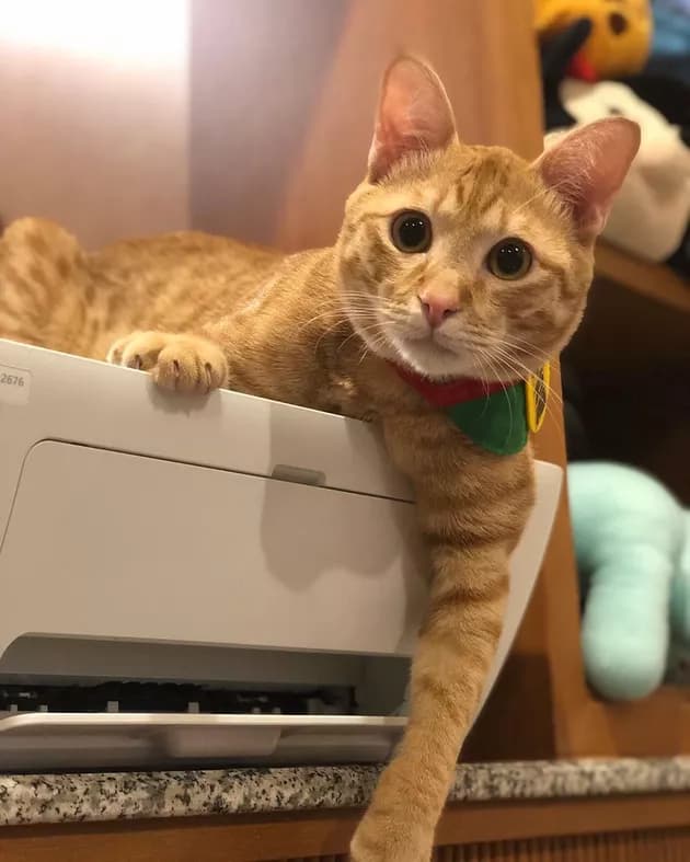 Illustration de l'article : 15 photos de chats intrigués par les imprimantes