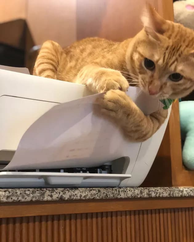 Illustration de l'article : 15 photos de chats intrigués par les imprimantes