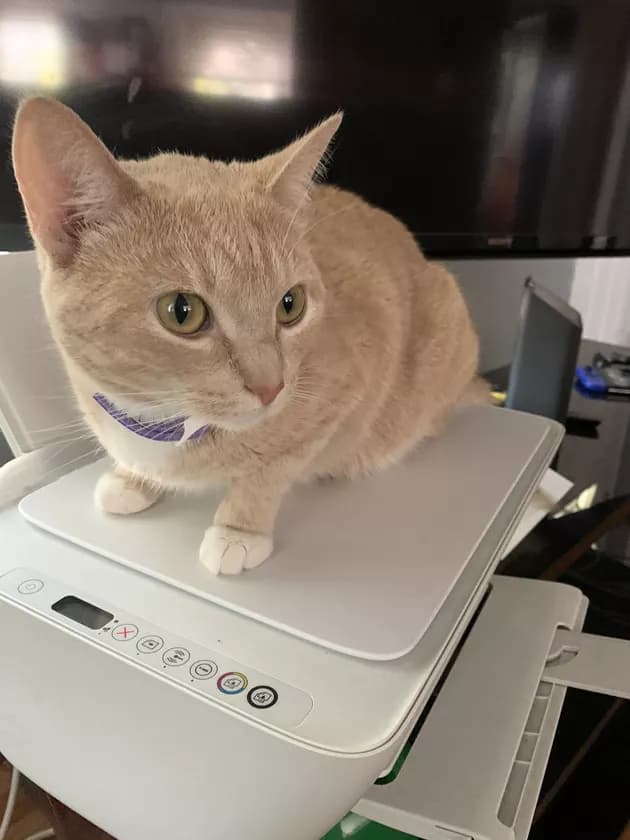Illustration de l'article : 15 photos de chats intrigués par les imprimantes