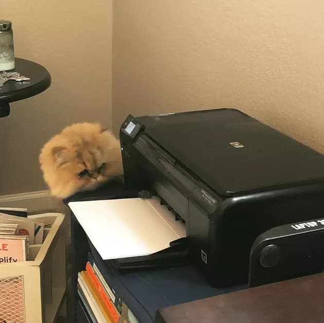 Illustration de l'article : 15 photos de chats intrigués par les imprimantes