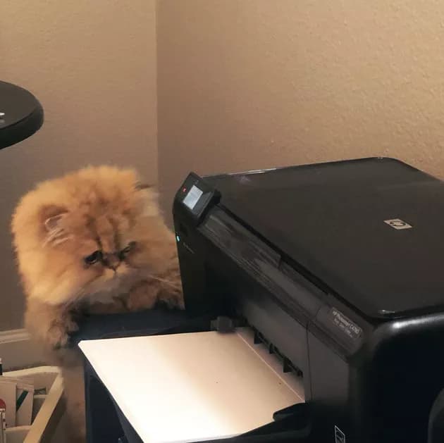 Illustration de l'article : 15 photos de chats intrigués par les imprimantes