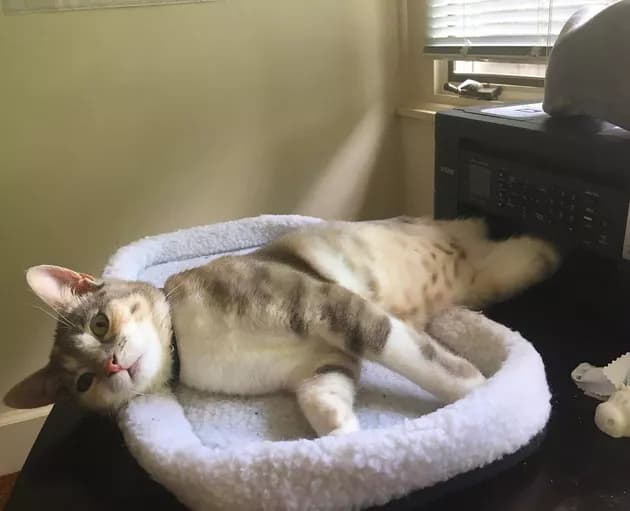 Illustration de l'article : 15 photos de chats intrigués par les imprimantes