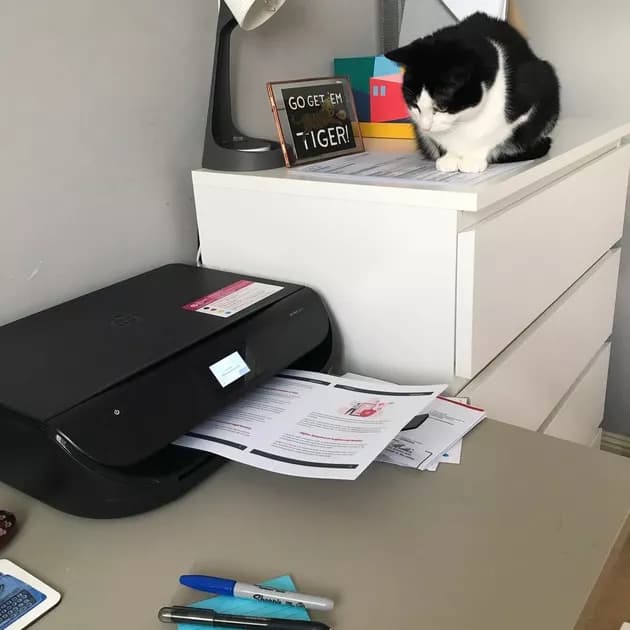 Illustration de l'article : 15 photos de chats intrigués par les imprimantes