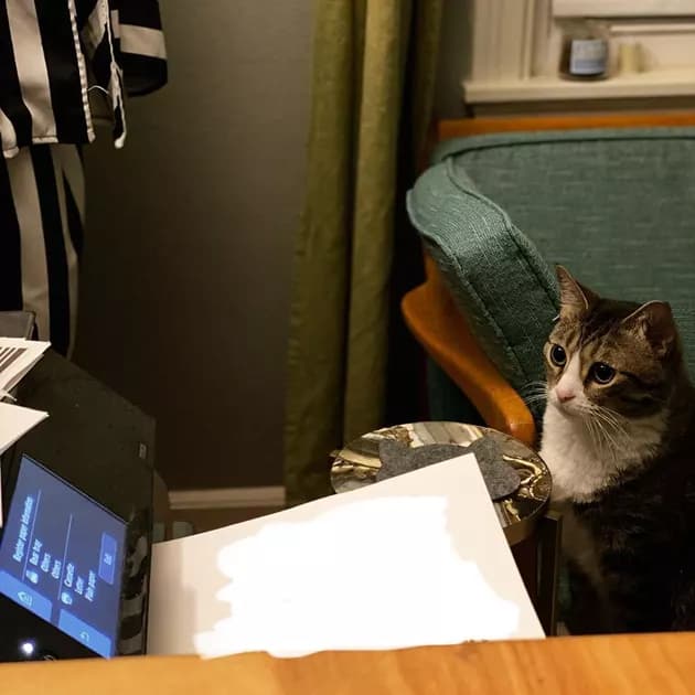 Illustration de l'article : 15 photos de chats intrigués par les imprimantes