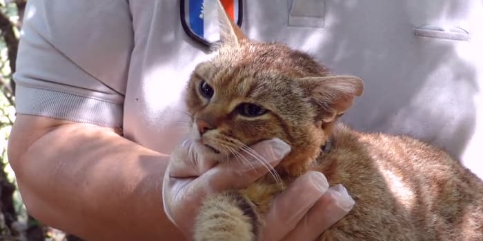 Le Chat Renard Corse Qui Est Il Et Quelle Est Son Origine