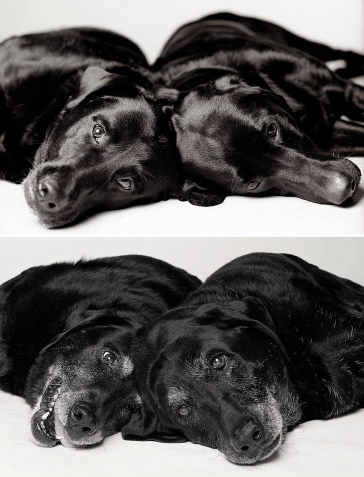 Illustration de l'article : 13 photos magnifiques et touchantes illustrant le vieillissement des chiens