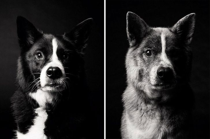 Illustration de l'article : 13 photos magnifiques et touchantes illustrant le vieillissement des chiens