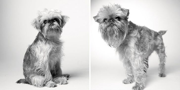 Illustration de l'article : 13 photos magnifiques et touchantes illustrant le vieillissement des chiens