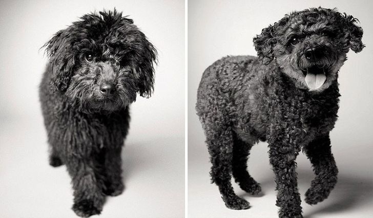 Illustration de l'article : 13 photos magnifiques et touchantes illustrant le vieillissement des chiens