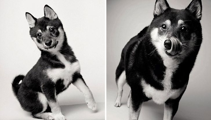 Illustration de l'article : 13 photos magnifiques et touchantes illustrant le vieillissement des chiens