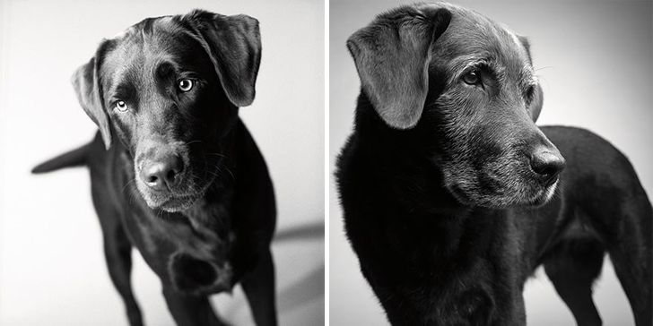 Illustration de l'article : 13 photos magnifiques et touchantes illustrant le vieillissement des chiens