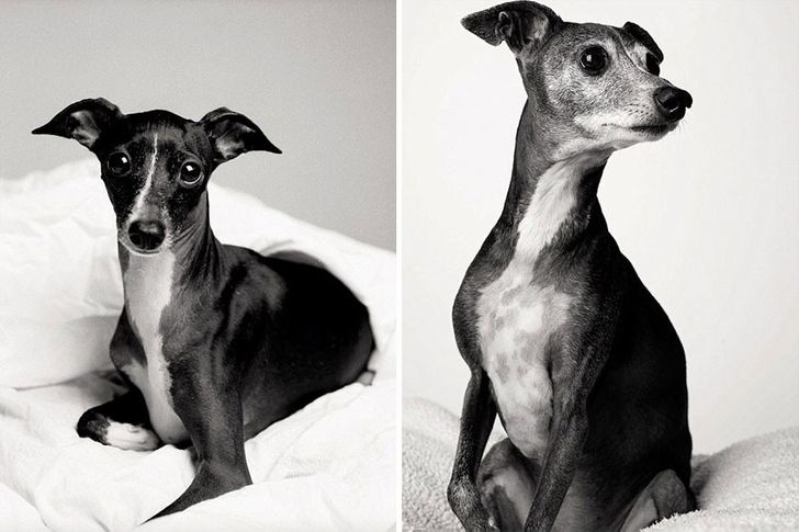 Illustration de l'article : 13 photos magnifiques et touchantes illustrant le vieillissement des chiens