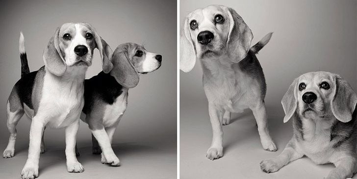 Illustration de l'article : 13 photos magnifiques et touchantes illustrant le vieillissement des chiens