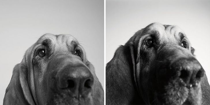 Illustration de l'article : 13 photos magnifiques et touchantes illustrant le vieillissement des chiens
