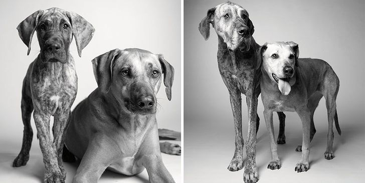 Illustration de l'article : 13 photos magnifiques et touchantes illustrant le vieillissement des chiens