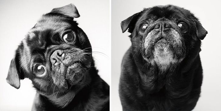 Illustration de l'article : 13 photos magnifiques et touchantes illustrant le vieillissement des chiens