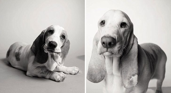 Illustration de l'article : 13 photos magnifiques et touchantes illustrant le vieillissement des chiens