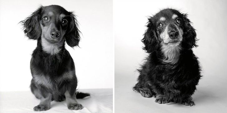Illustration de l'article : 13 photos magnifiques et touchantes illustrant le vieillissement des chiens
