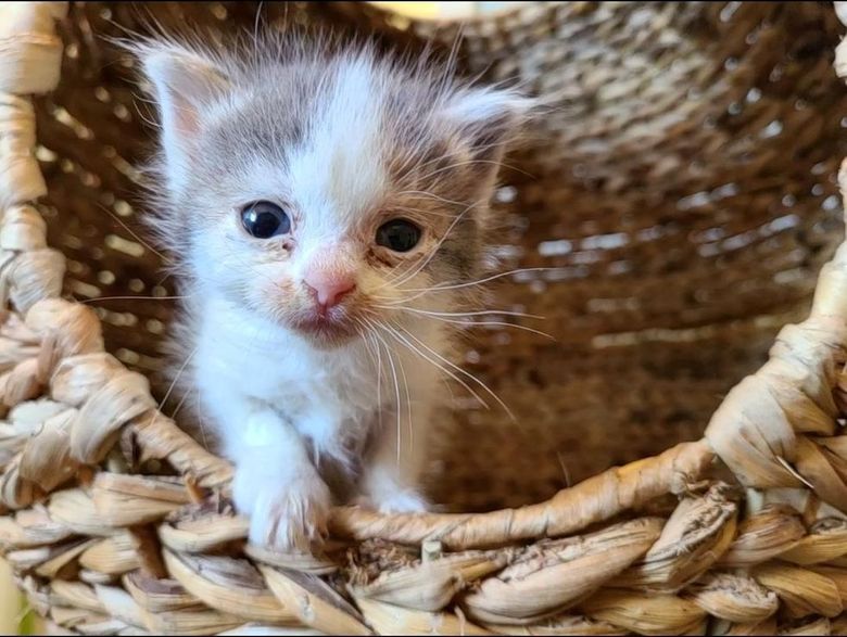 Une Chienne Bienveillante Apporte Son Aide A Un Chaton Maigre Et Sans Force Recueilli Par Sa Proprietaire Une Chienne Bienveillante Apporte Son Aide A Un Chaton Maigre Et Sans Force Recueilli Par Sa Proprietaire