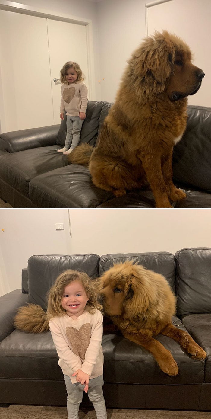 https://www.woopets.fr/assets/ckeditor/2021/may/all/11162/originale/dogues-du-tibet-gros-chiens-006.jpg