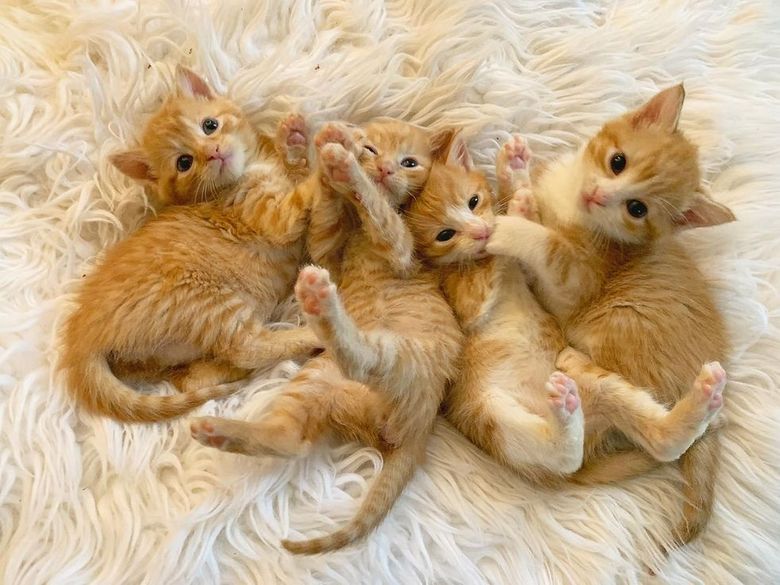 Illustration de l'article : 4 chatons retrouvés en mauvaise santé ne veulent plus se quitter et tentent de survivre ensemble