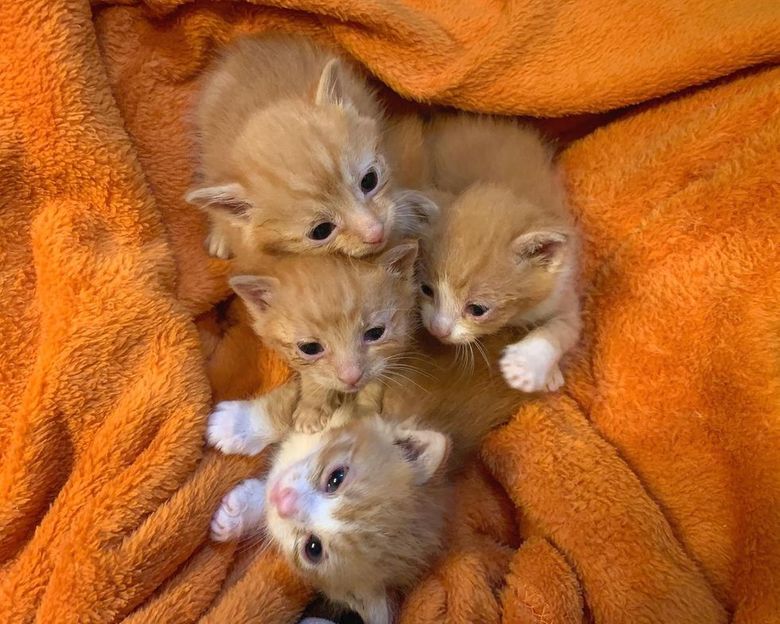 Illustration de l'article : 4 chatons retrouvés en mauvaise santé ne veulent plus se quitter et tentent de survivre ensemble