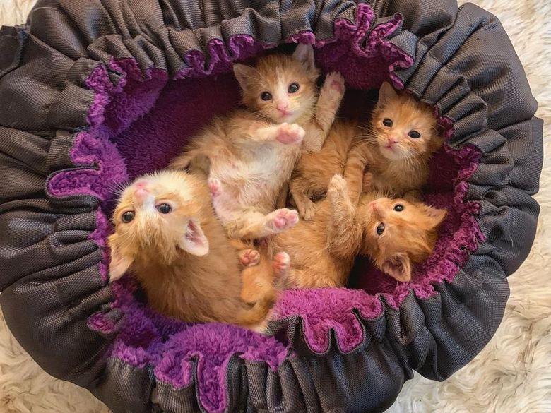 Illustration de l'article : 4 chatons retrouvés en mauvaise santé ne veulent plus se quitter et tentent de survivre ensemble