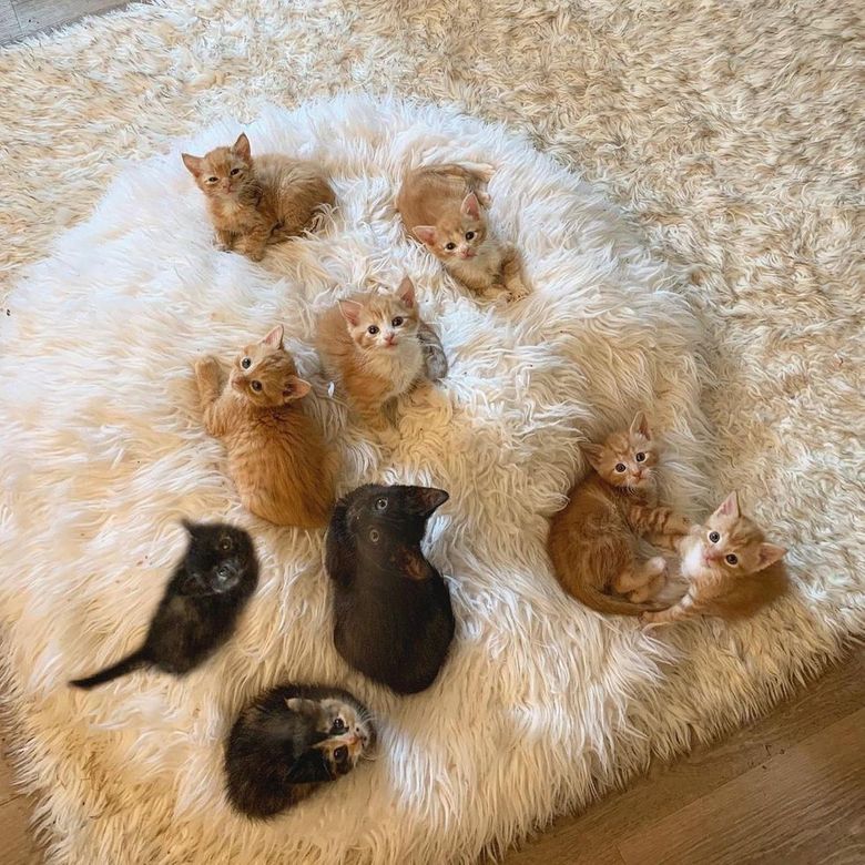 Illustration de l'article : 4 chatons retrouvés en mauvaise santé ne veulent plus se quitter et tentent de survivre ensemble
