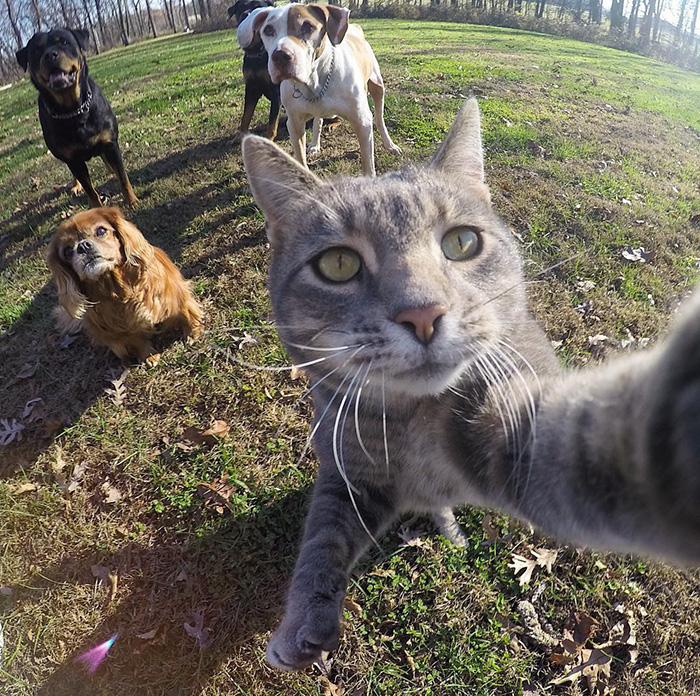 Illustration de l'article : 8 photos d’un chat amateur de selfies