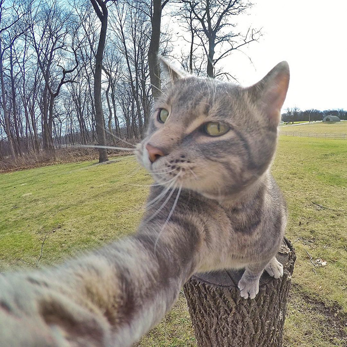 Illustration de l'article : 8 photos d’un chat amateur de selfies