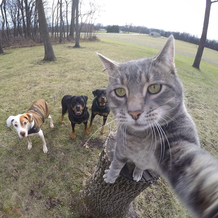 Illustration de l'article : 8 photos d’un chat amateur de selfies