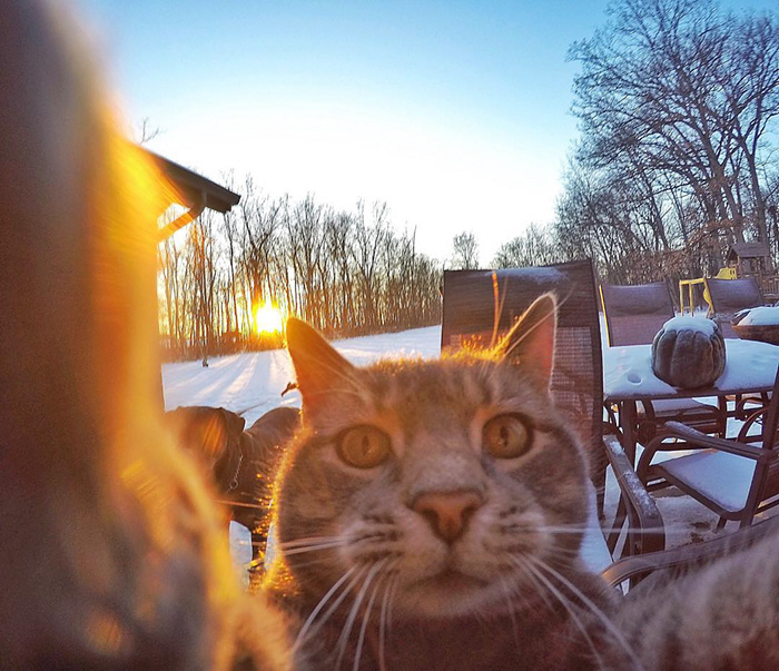 Illustration de l'article : 8 photos d’un chat amateur de selfies