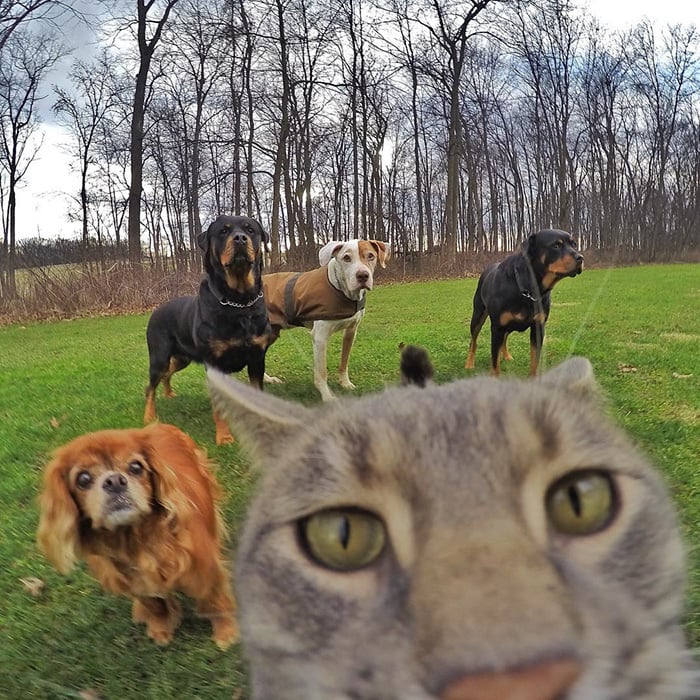 Illustration de l'article : 8 photos d’un chat amateur de selfies