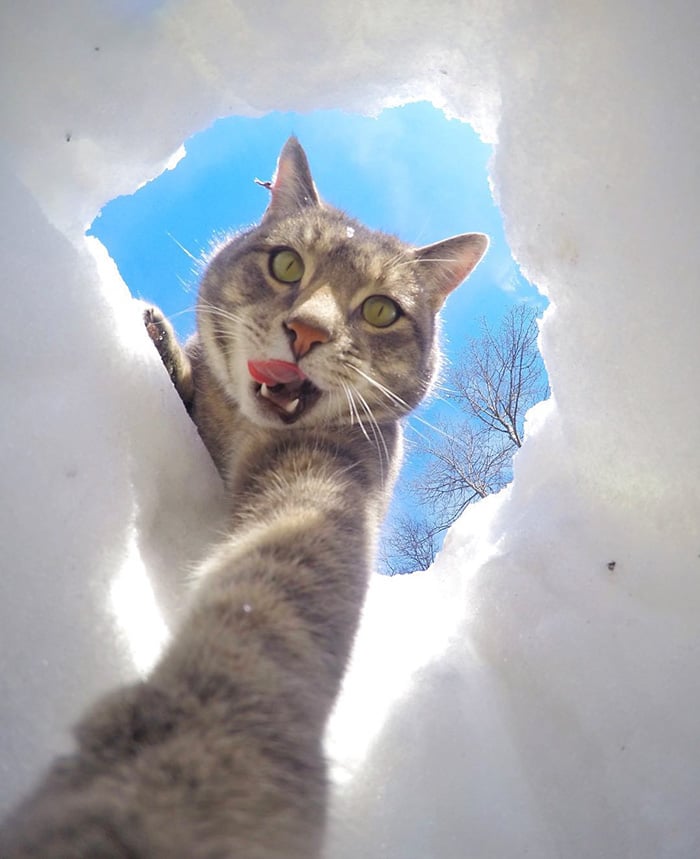 Illustration de l'article : 8 photos d’un chat amateur de selfies