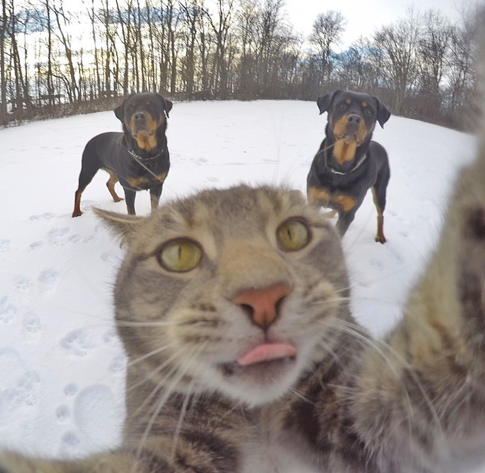 Illustration de l'article : 8 photos d’un chat amateur de selfies