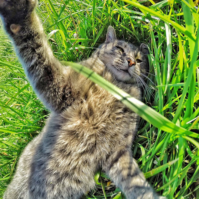 Illustration de l'article : 8 photos d’un chat amateur de selfies