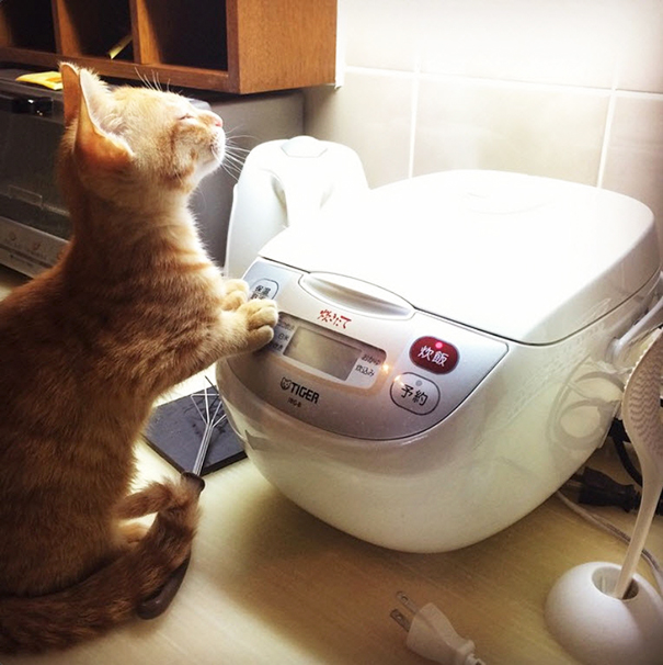 Illustration de l'article : 19 chats qui s’installeraient n’importe où pour profiter d’un peu de chaleur