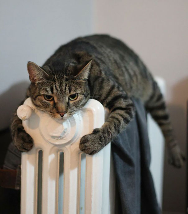 Illustration de l'article : 19 chats qui s’installeraient n’importe où pour profiter d’un peu de chaleur