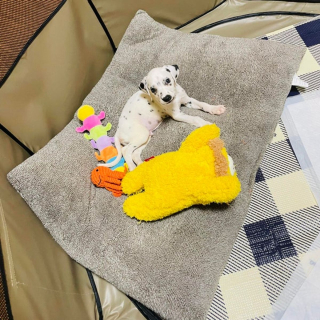 Illustration de l'article : 20 photos de Dalmatiens à la joie de vivre communicative