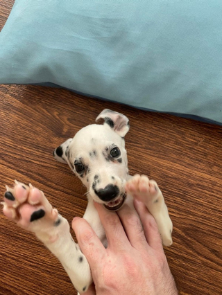 Illustration de l'article : 20 photos de Dalmatiens à la joie de vivre communicative