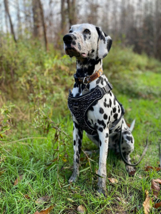 Illustration de l'article : 20 photos de Dalmatiens à la joie de vivre communicative