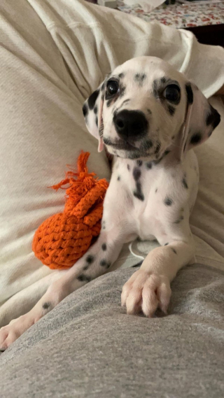 Illustration de l'article : 20 photos de Dalmatiens à la joie de vivre communicative