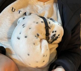 Illustration de l'article : 20 photos de Dalmatiens à la joie de vivre communicative