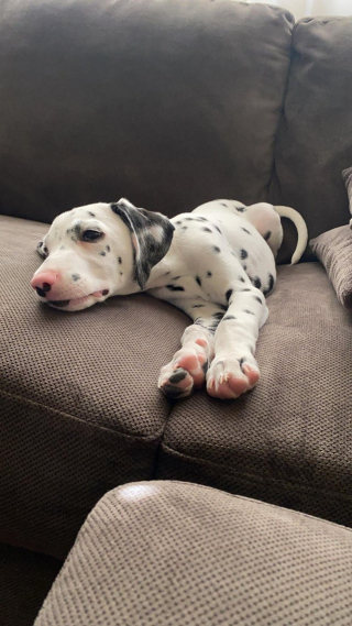 Illustration de l'article : 20 photos de Dalmatiens à la joie de vivre communicative