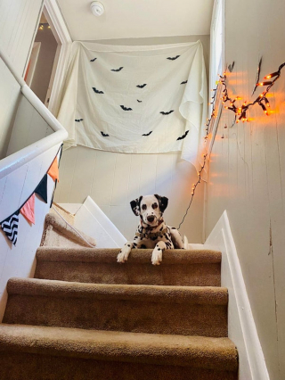 Illustration de l'article : 20 photos de Dalmatiens à la joie de vivre communicative