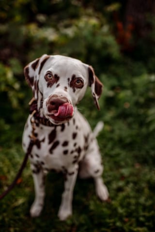 Illustration de l'article : 20 photos de Dalmatiens à la joie de vivre communicative