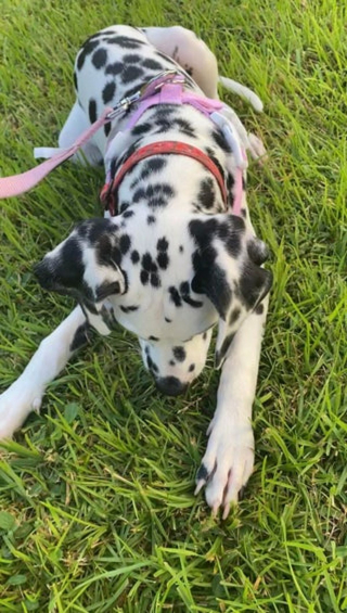 Illustration de l'article : 20 photos de Dalmatiens à la joie de vivre communicative